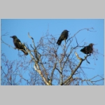 Corvus corone corone - Rabenkraehe 04.jpg